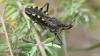 Rhynocoris erythropus
